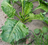 Odmiany warzyw polowych z tolerancją i odpornością na choroby