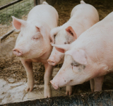 Czy dla produkcji trzody chlewnej w Polsce są jeszcze jakieś perspektywy?