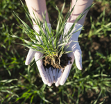 Rynek środków ochrony roślin pod presją regulacji. Potrzebne przepisy wspierające produkcję żywności