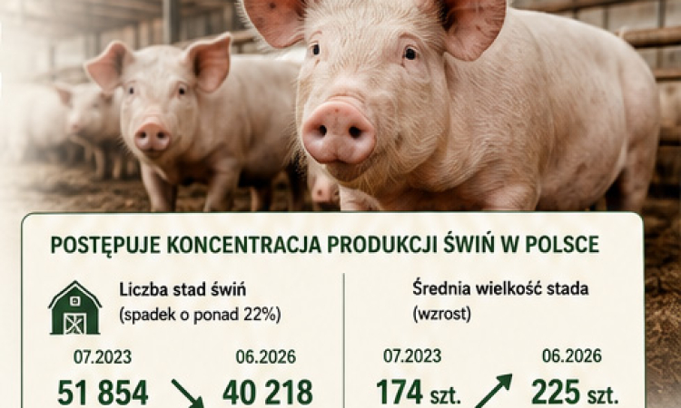 Trzoda chlewna w Polsce pod presją. Mniej gospodarstw, większe stada i trudna walka o rentowność